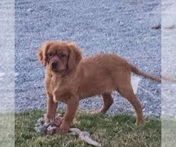 Medium Photo #4 Golden Retriever Puppy For Sale in LITITZ, PA, USA