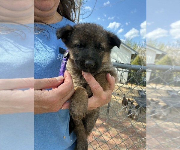 Medium Photo #4 German Shepherd Dog Puppy For Sale in NEWVILLE, PA, USA