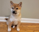 Small Photo #13 Shiba Inu Puppy For Sale in CARPENTERSVILLE, IL, USA