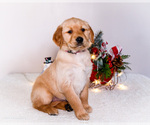 Small #3 Golden Retriever