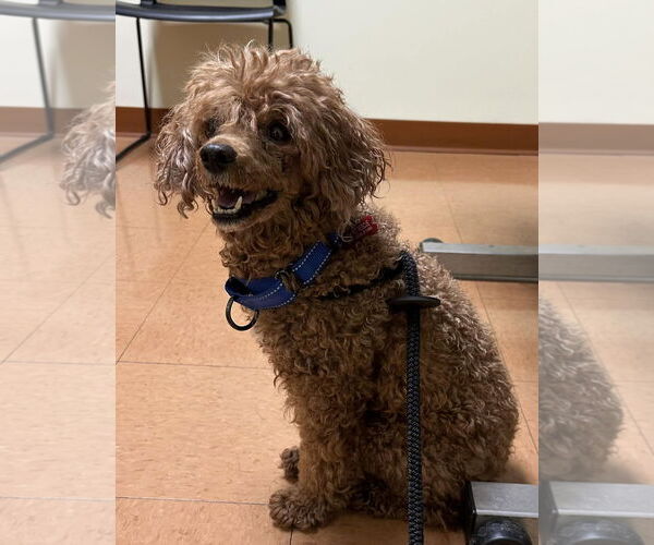 Medium Photo #4 Poodle (Miniature) Puppy For Sale in Chester, NJ, USA