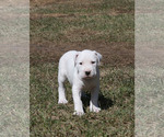 Small Photo #1 Dogo Argentino Puppy For Sale in BRUCE, WI, USA