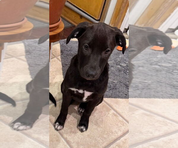 Medium Photo #2 Labrador Retriever-Retriever  Mix Puppy For Sale in Des Moines, IA, USA