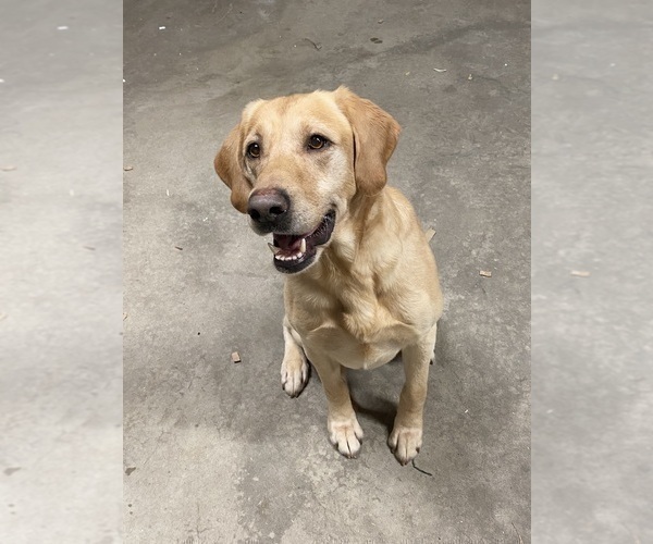 Medium Photo #4 Labrador Retriever Puppy For Sale in RAMSEY, MN, USA