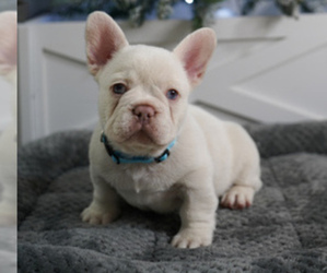 French Bulldog Puppy for sale in MIAMI, FL, USA