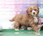 Small Photo #3 Cavapoo Puppy For Sale in BEL AIR, MD, USA