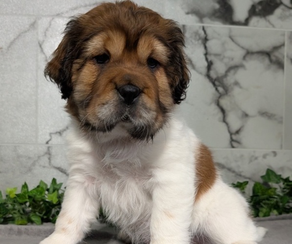 Medium Photo #4 Cocker-Pei Puppy For Sale in GOSHEN, IN, USA
