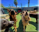 Small Photo #11 German Shepherd Dog-Unknown Mix Puppy For Sale in Winston Salem, NC, USA