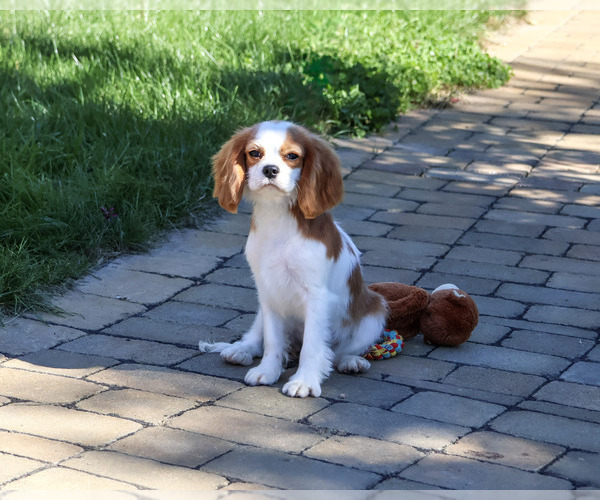 Medium Photo #6 Cavalier King Charles Spaniel Puppy For Sale in SYRACUSE, IN, USA