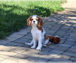 Khalil - Male Cavalier King Charles Spaniel Puppy for Sale - Photo #6