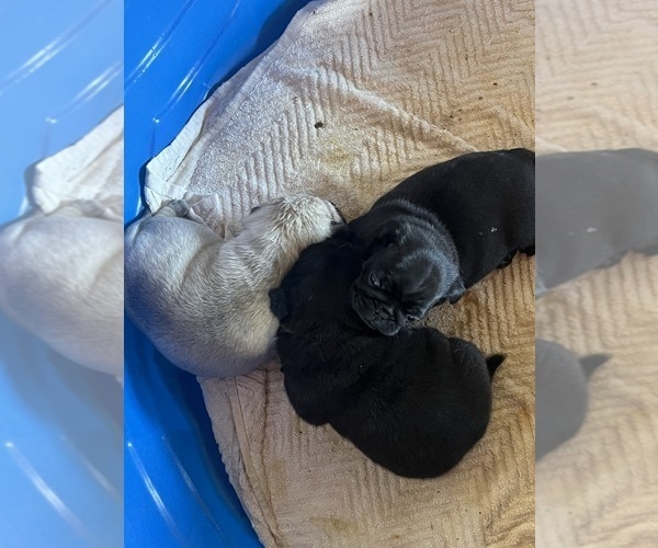 Medium Photo #1 Pug Puppy For Sale in UNION, SC, USA