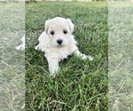 Puppy 0 Maltipoo-Poodle (Toy) Mix