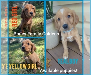 Golden Retriever Puppy for sale in LABADIE, MO, USA