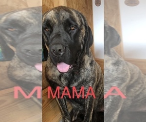 Mother of the Mastiff puppies born on 10/18/2024