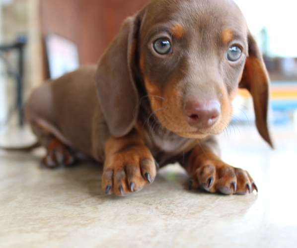 Medium Photo #1 Dachshund Puppy For Sale in LEDBETTER, TX, USA