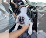 Small Photo #7 American Pit Bull Terrier-Unknown Mix Puppy For Sale in Spotsylvania, VA, USA