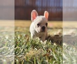 Small #11 French Bulldog