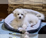Small #1 Poodle (Miniature) Mix
