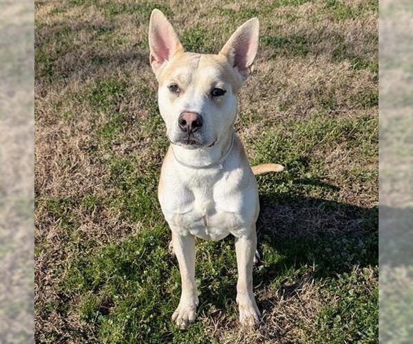 Medium Photo #2 Carolina Dog Puppy For Sale in Houston, TX, USA