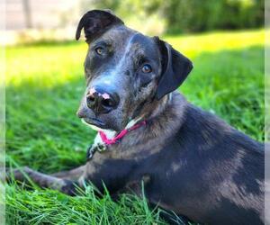 Catahoula Leopard Dog-Unknown Mix Dogs for adoption in Minneapolis, MN, USA