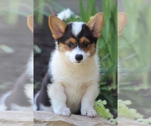 Pembroke Welsh Corgi Litter for sale in BLUFORD, IL, USA