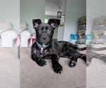 Small #3 Mutt