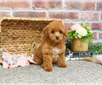 Small #9 Poodle (Miniature)