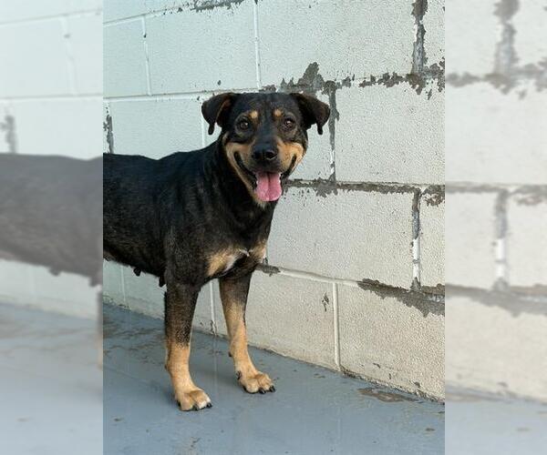 Medium Photo #1 Shepradors Puppy For Sale in Corpus Christi, TX, USA