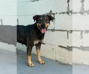 Shepradors Dogs for adoption in Corpus Christi, TX, USA