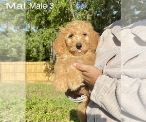 Bernedoodle-Goldendoodle Mix Puppy for Sale in OCALA, Florida USA