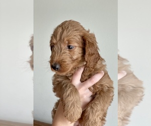 Goldendoodle-Poodle (Standard) Mix Puppy for sale in MAGNOLIA SQ, FL, USA