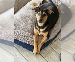Labrador Retriever-Unknown Mix Dogs for adoption in San Antonio, TX, USA