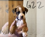 Small #1 Boxer