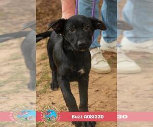 Labrador Retriever-Unknown Mix Dogs for adoption in Mobile, AL, USA