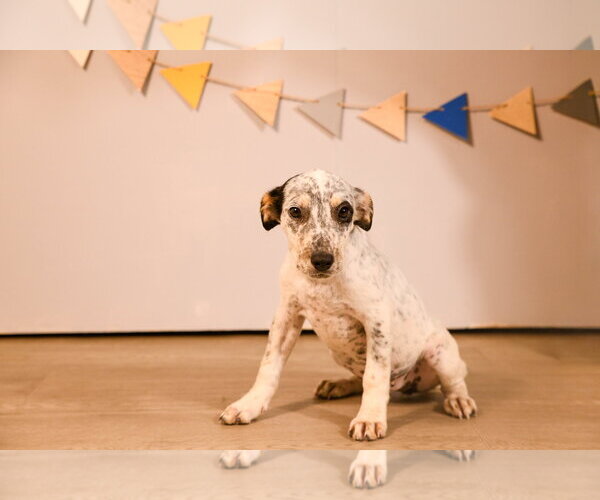 Medium Photo #4 Mutt Puppy For Sale in Brooklyn Center, MN, USA
