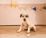 Small #3 Mutt