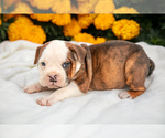 Puppy Wolf Olde English Bulldogge