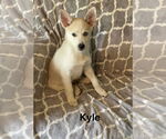Small #1 American Eskimo Dog-Huskies  Mix