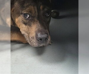Mutt Dogs for adoption in St. Cloud, FL, USA