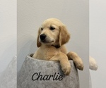 Puppy Charlie Golden Retriever