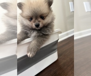 Medium Pomeranian