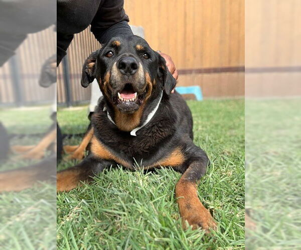 Medium Photo #1 Rottweiler-Unknown Mix Puppy For Sale in Riverside, CA, USA