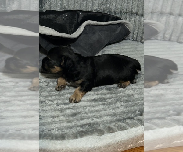 Medium Photo #2 Morkie Puppy For Sale in COLUMBIA, SC, USA