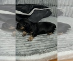 Small #1 Morkie