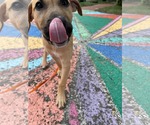 Small #2 Mutt