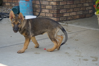 German Shepherd Dog Puppy for sale in FREDERICKSBURG, OH, USA