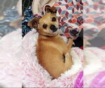 Small #9 Chihuahua Mix