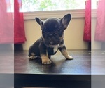 Puppy Puppy 2 French Bulldog