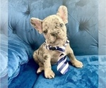 Small #3 French Bulldog