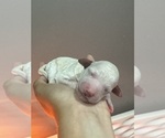 Small #1 Poodle (Standard)
